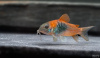 Коридорас Венесуэла орандж сом (Corydoras venezuelanus)