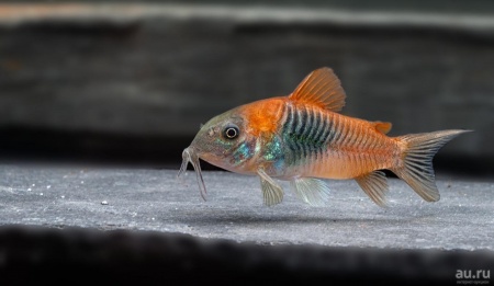 Коридорас Венесуэла орандж сом (Corydoras venezuelanus)