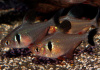Тетра орнатус Черный (Hyphessobrycon megalopterus) или черный фантом