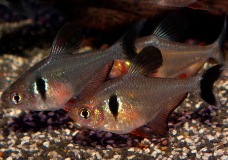 Тетра орнатус Черный (Hyphessobrycon megalopterus) или черный фантом
