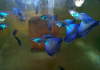 Гуппи синий московский (Guppy Moscow Blue)