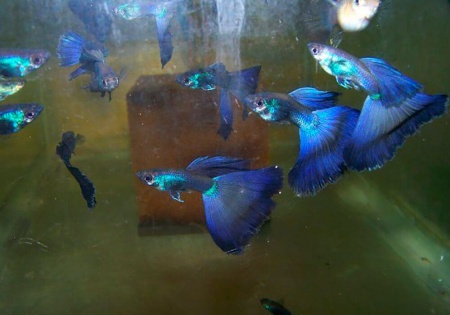 Гуппи синий московский (Guppy Moscow Blue)