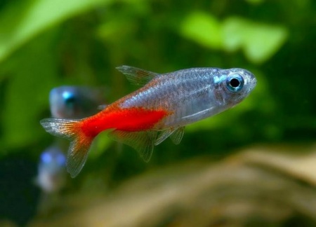 Неон Бриллиантовый(Paracheirodon innesi)