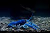 Рак Флоридский голубой, синий (Procambarus alleni)