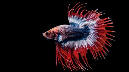 Петушок Коронохвостый сине-бело-красный самец (Betta-crown-tricolor-tail)