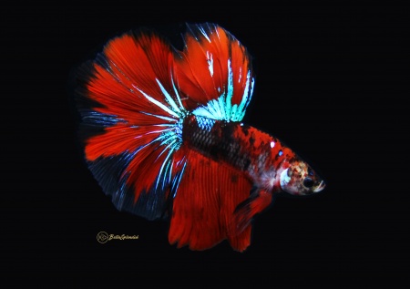Петушок Халф Мун кои самец (Betta male Halfmoo koi Tail)