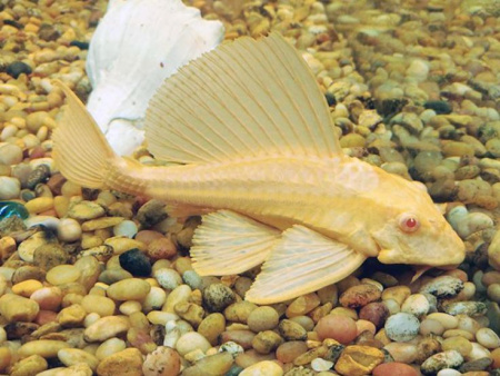 Плекостомус Альбинос (Hypostomus plecostomus) альбинос   4,5-5 см.