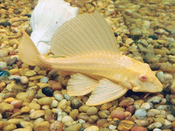 Плекостомус Альбинос (Hypostomus plecostomus) альбинос   4,5-5 см.