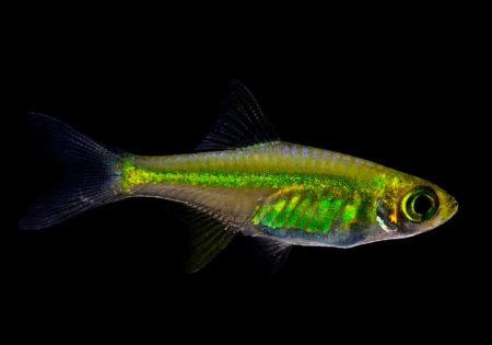 Микрорасбора Кубота (Microdevario kubotai) 1,1-1,2 м