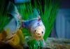 Золотая рыбка Шубункин ситцевый( Goldfish Shubunkin calico)