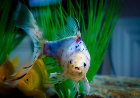 Золотая рыбка Шубункин ситцевый( Goldfish Shubunkin calico)