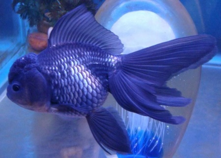 Оранда голубая (Goldfish Oranda blue)