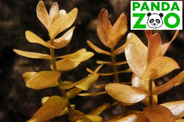 Bacopa colorata- Бакопа колората  L151