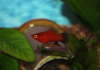 Пецилия красная чернохвостая (Xiphophorus maculatus red black tail)