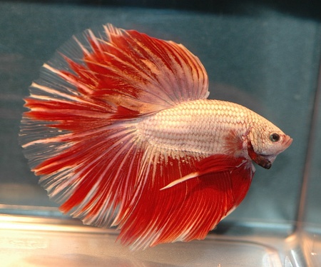 Петушок Супер Дельта красно белый самец (Betta male Super Delta-red-white)