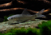 Лабео черный (Morulius chrysophekadion)