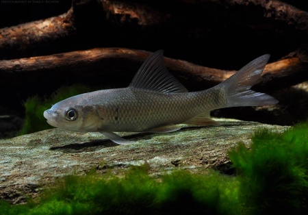 Лабео черный (Morulius chrysophekadion)
