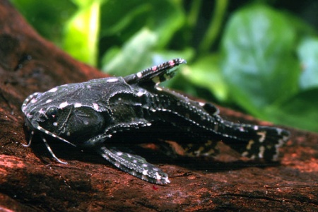 Агамикс Звездчатый сом (Agamyxis albomaculatus) 