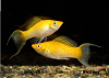 Моллинезия оранжевая лирохвостая (Poecilia sphenops orange Lyretail Molly)
