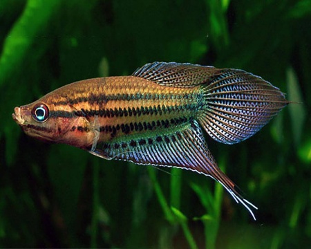 Гурами Ворчащий (Trichopsis vittata)