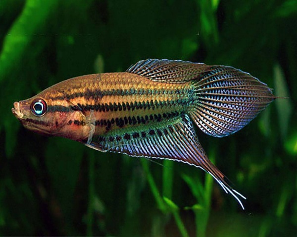 Гурами Ворчащий (Trichopsis vittata)