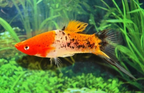 Меченосец Геллера кои ситец (Xiphophorus helleri Calico Koi)