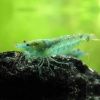 Креветка "Небесная Жемчужина" (Neocaridina Blue Pearl)