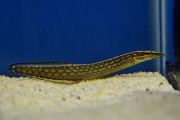 Мастацембел Арматус (Mastacembelus Armatus)  7-8 см
