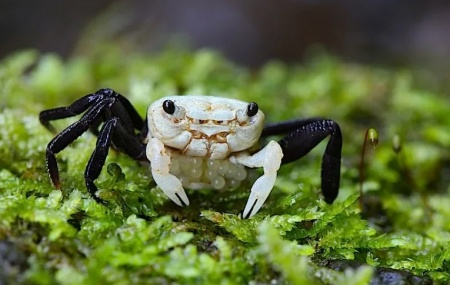 Краб Панда Борнео Krab Panda - (Lepidothelphusa cognetti) самка