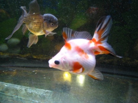 Риукин сакура короткохвостый (Goldfish Ryu1
