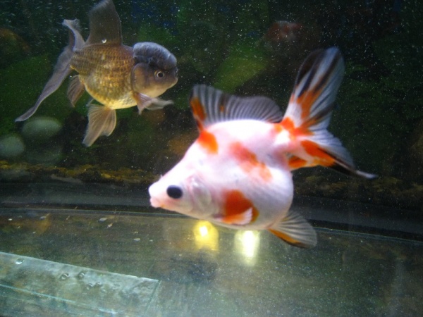 Риукин сакура короткохвостый (Goldfish Ryu1