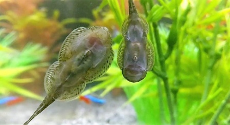 Гастромизон Пунктулатус псевдоскат , (Gastromyzon punctulatus)