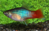Пецилия голубой корал (Xiphophorus maculatus Blue Coral Platy)