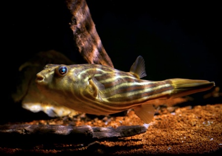 Тетрадон Фахака (Tetraodon fahaka) (2,5 см)