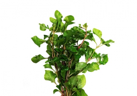 Альтернантера бетзикиана зеленая (Alternanthera bettzickiana Green)