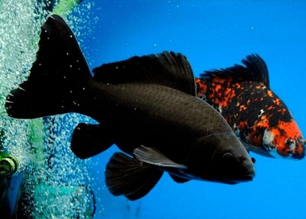 Золотая рыбка Комета черная (Goldfish comet black)