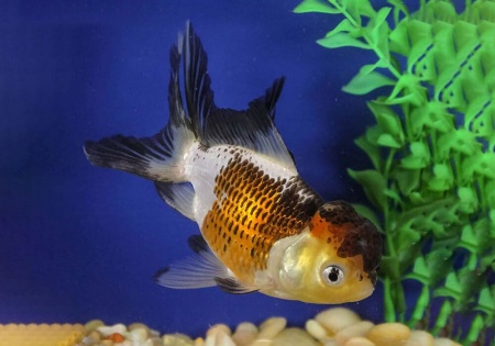 Оранда трехцветная (Goldfish Oranda trikolor)