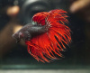 Петушок Коронохвостый красный дьявол самец (Live Betta Fish Male Red Devil Crowntai)