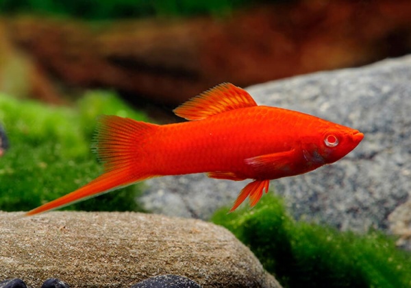 Меченосец Геллера красный (Xiphophorus helleri red)