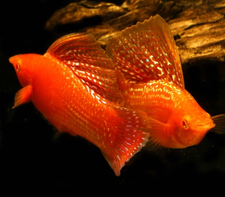 Моллинезия оранжево красная парусная  (Poecilia velifera Red Sunset Sailfin Molly)