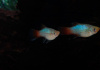 Пецилия голубой корал (Xiphophorus maculatus Blue Coral Platy)