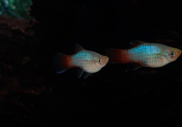 Пецилия голубой корал (Xiphophorus maculatus Blue Coral Platy)