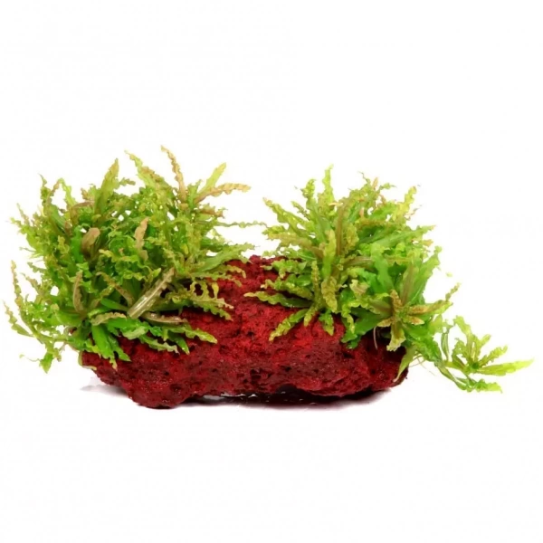 Погостемон Хелфера (Pogostemon helferi )