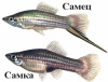 Меченосец Геллера кои красноглазый (Xiphophorus helleri Koi Red Eye)