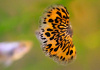 Гуппи красная мозаика (Poecilia reticulata red mosaic)