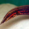 Мастацембел Краснополосый (Mastacembelus Erithrothaenia)  7-8 см
