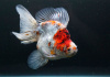 Риукин ситцевый короткохвостый (Goldfish Ryukin short tail calico)