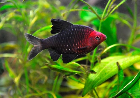 Барбус черный (Barbus nigrofasciatus)
