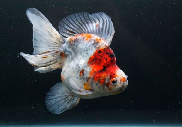 Риукин ситцевый короткохвостый (Goldfish Ryukin short tail calico)