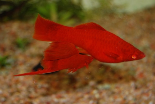 Меченосец Геллера красный (Xiphophorus helleri red)